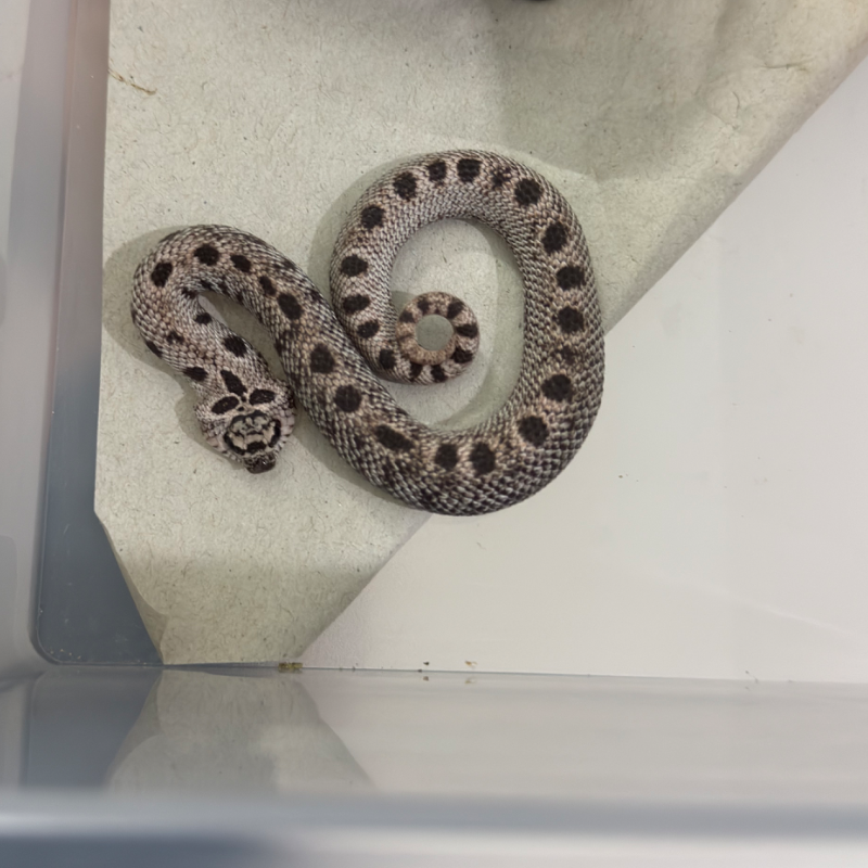 1.0 super arctic conda het sable albino