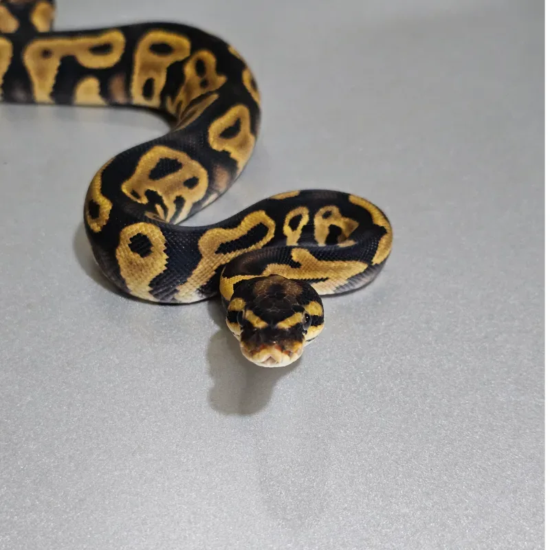 Leopard Yellowbelly 66% Het Clown
