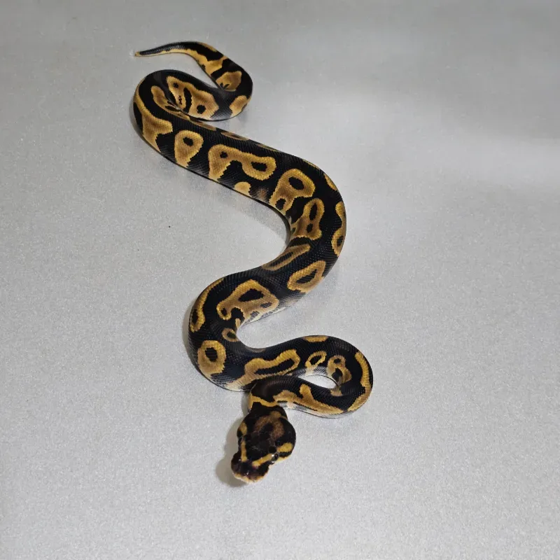 Leopard Yellowbelly 66% Het Clown 2