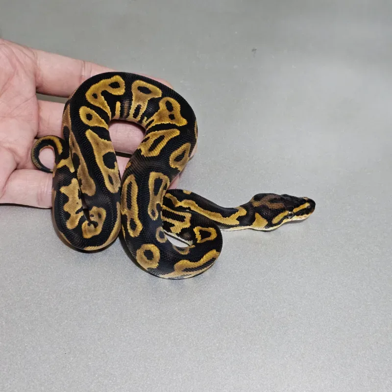 Leopard Yellowbelly 66% Het Clown 3