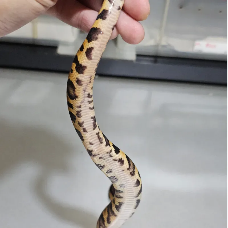 Leopard Yellowbelly 66% Het Clown 4