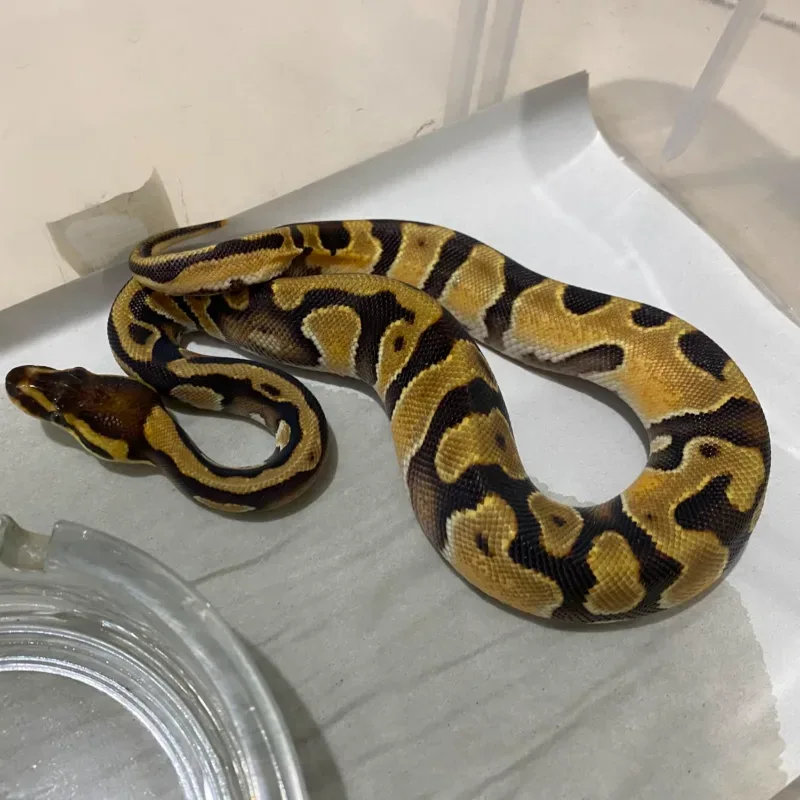 Enchi Het Pied