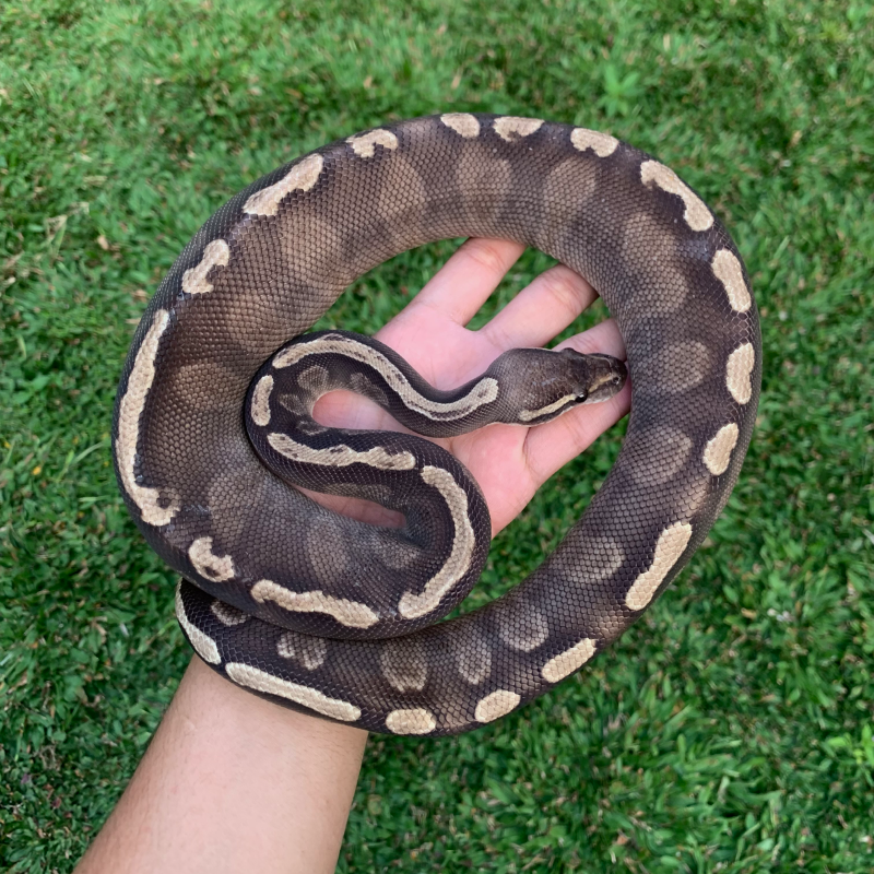 F GHI Mojave