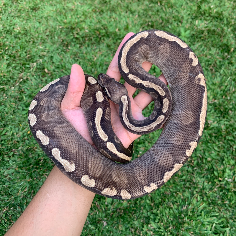 F GHI Mojave