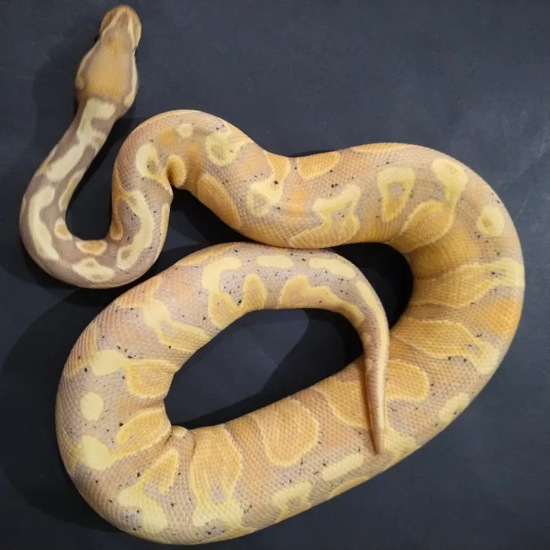 Banana GHI Het Pied
