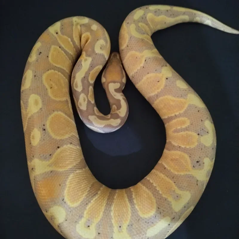 Banana GHI Het Pied