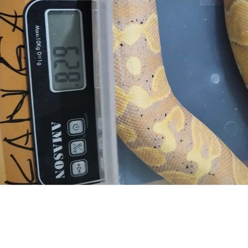 Banana GHI Het Pied
