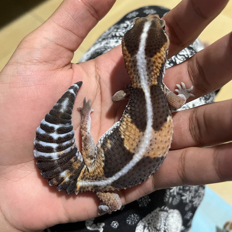 AFT GECKO STRIPE