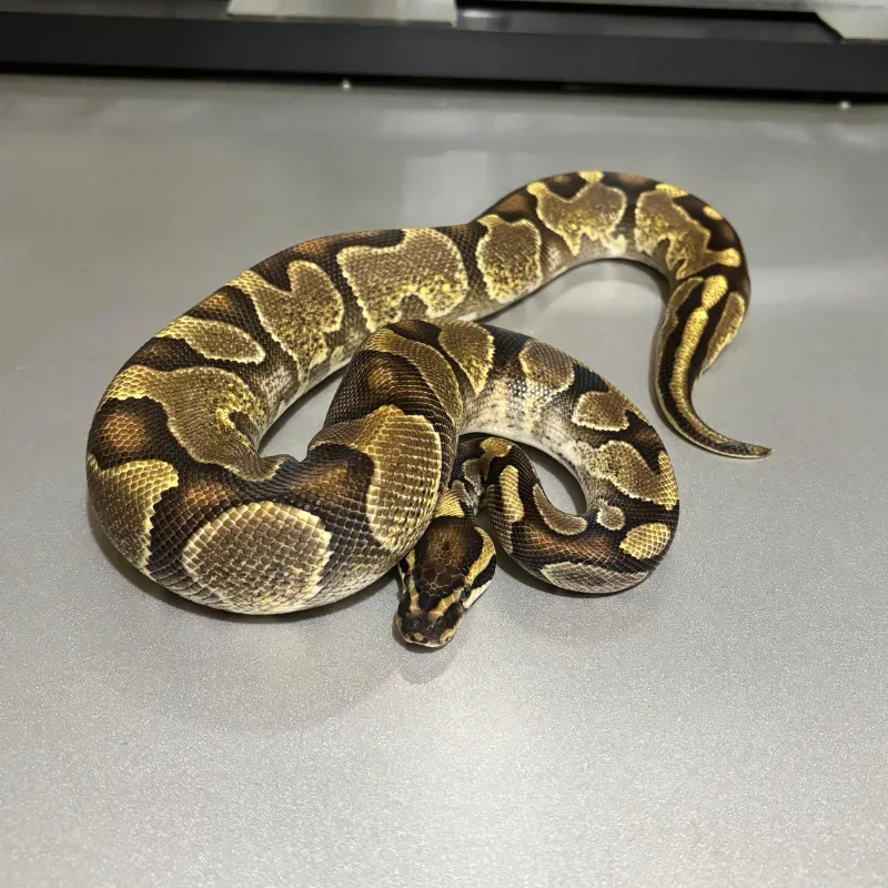 Enchi Orange Dream Yellowbelly Het Pied 50% Het Albino