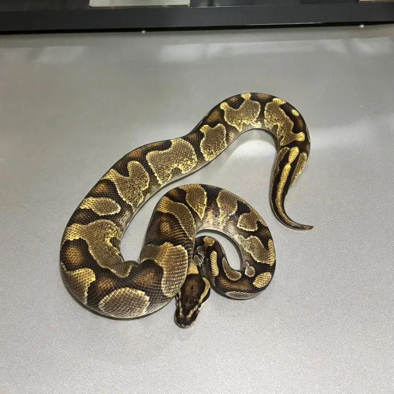 Enchi Orange Dream Yellowbelly Het Pied 50% Het Albino 2