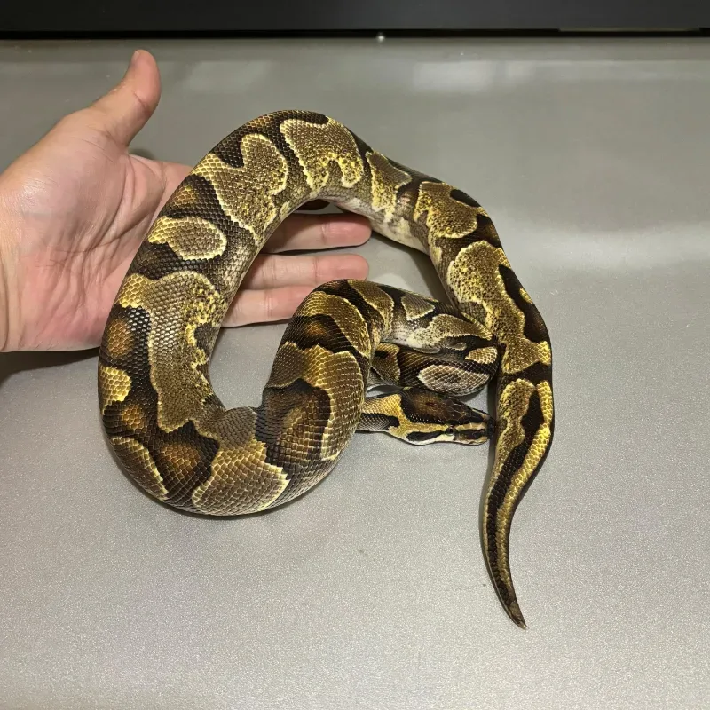 Enchi Orange Dream Yellowbelly Het Pied 50% Het Albino 3