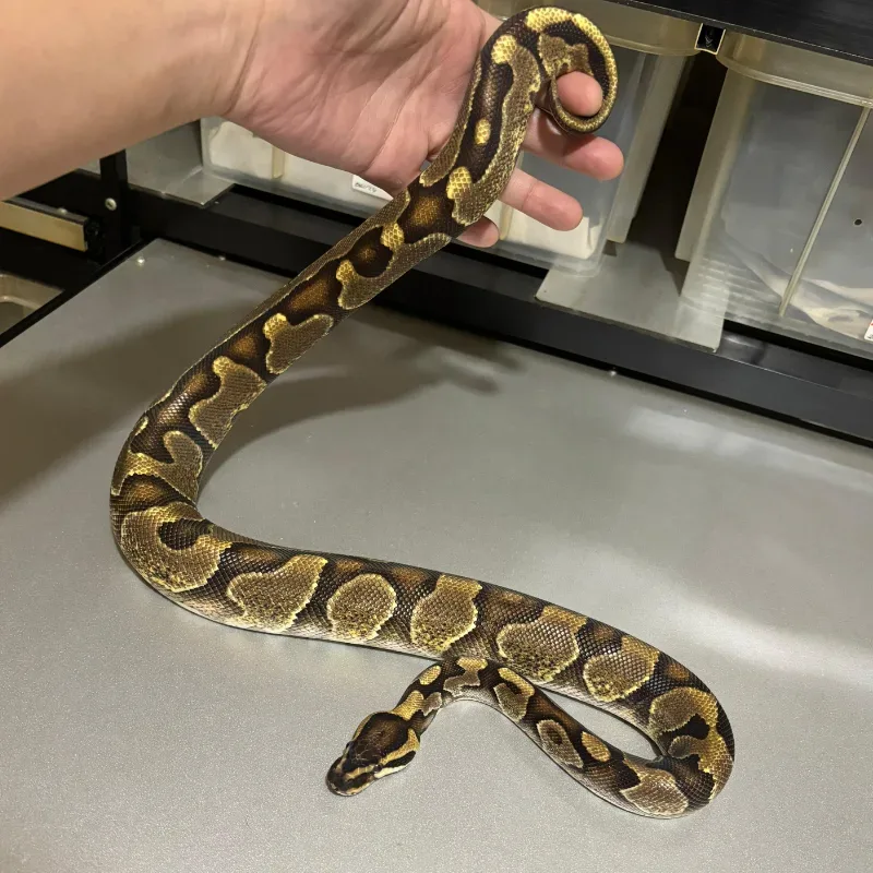 Enchi Orange Dream Yellowbelly Het Pied 50% Het Albino 4