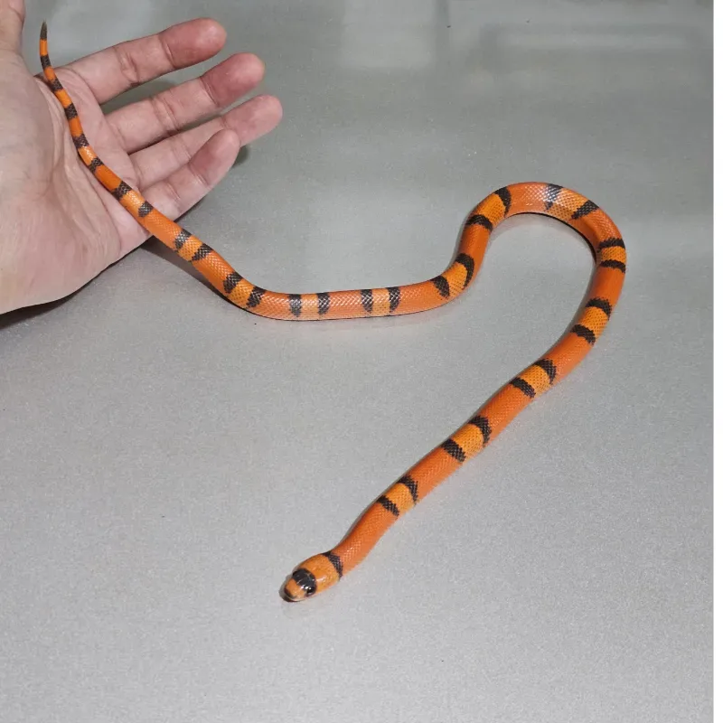 Hypo Tangerine 2