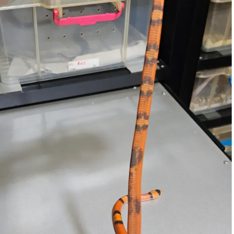 Hypo Tangerine 3