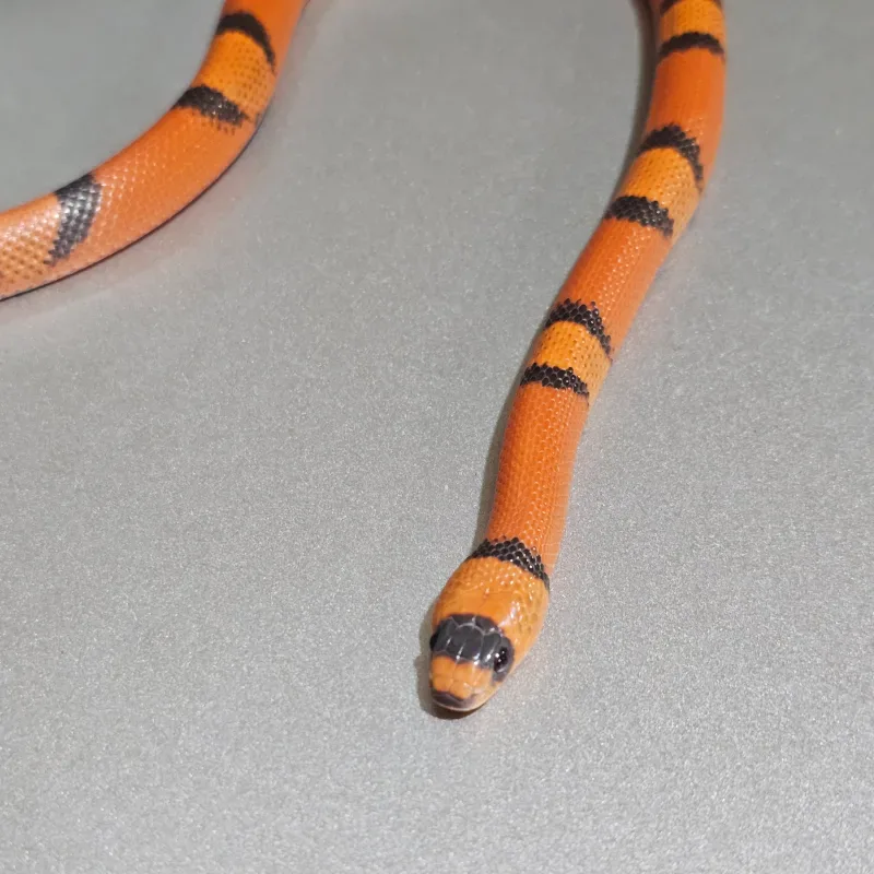Hypo Tangerine