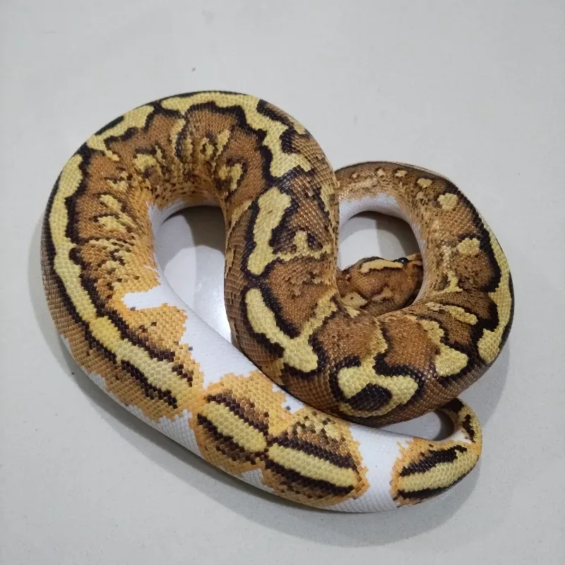 Wookie Fire Spotnose YB RS Het Clown