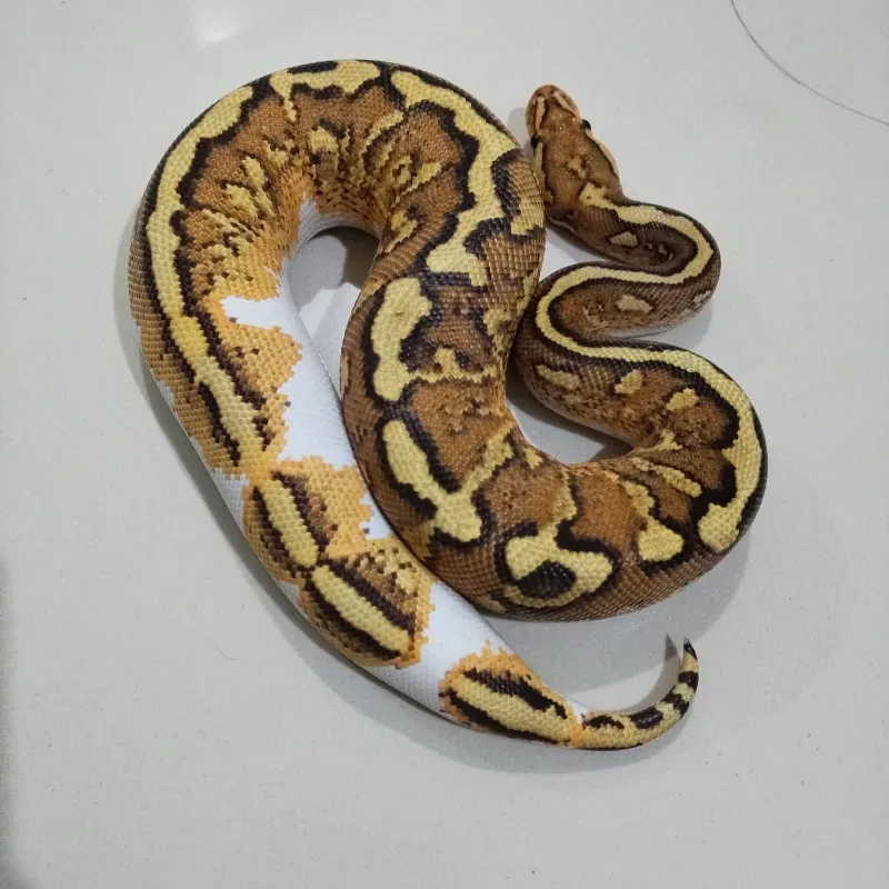 Wookie Fire Spotnose YB RS Het Clown