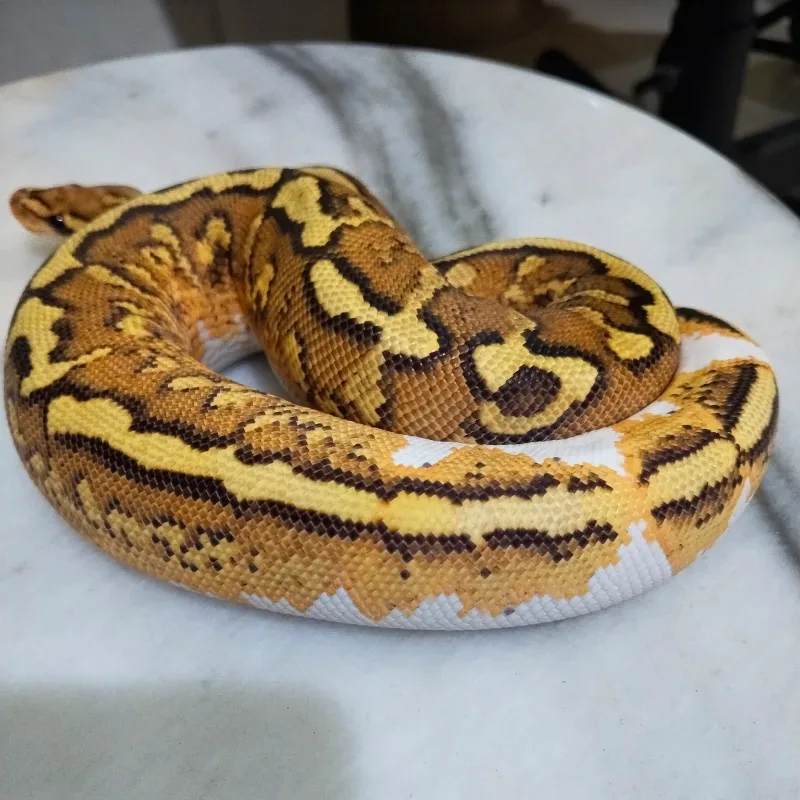 Wookie Fire Spotnose YB RS Het Clown