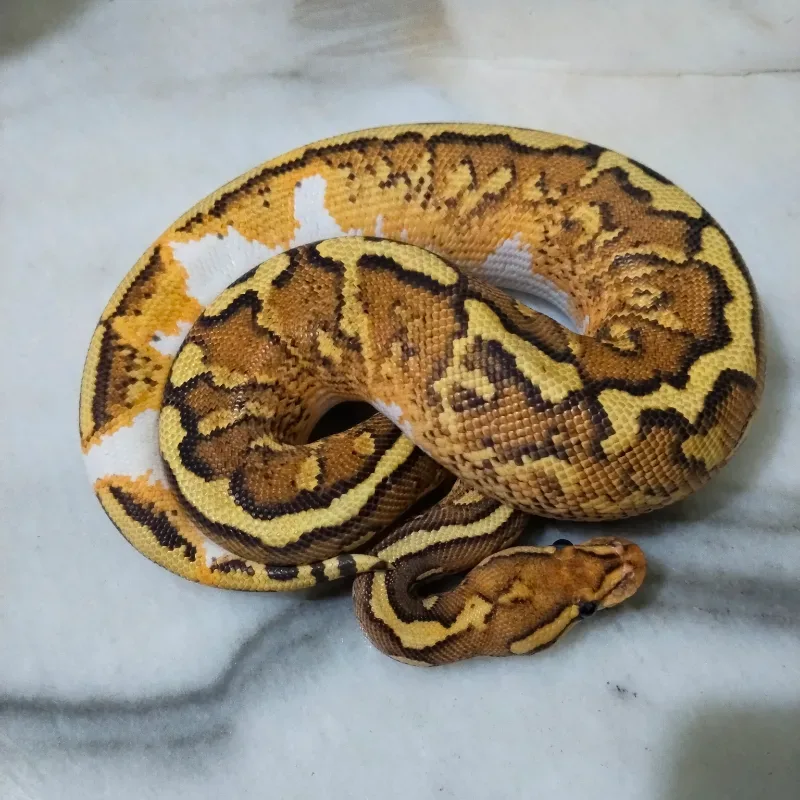 Wookie Fire Spotnose YB RS Het Clown