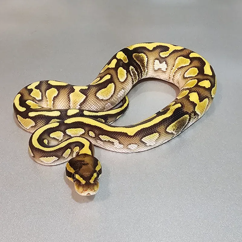 Enchi Lesser Yellowbelly Het Clown Paradox
