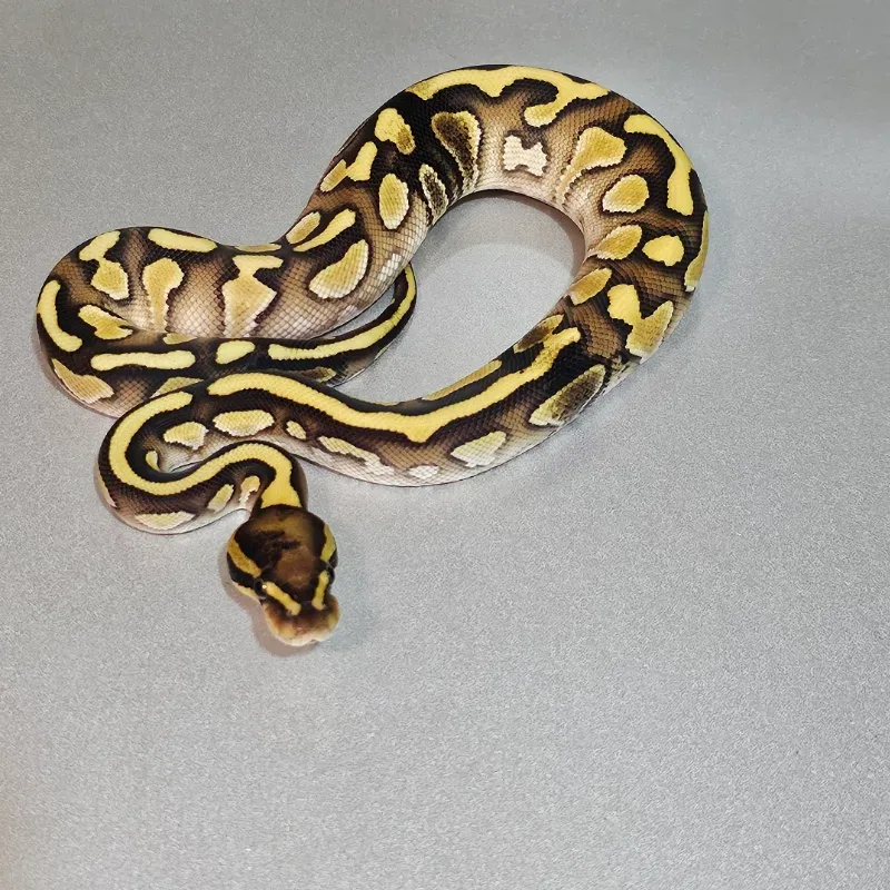 Enchi Lesser Yellowbelly Het Clown Paradox 2