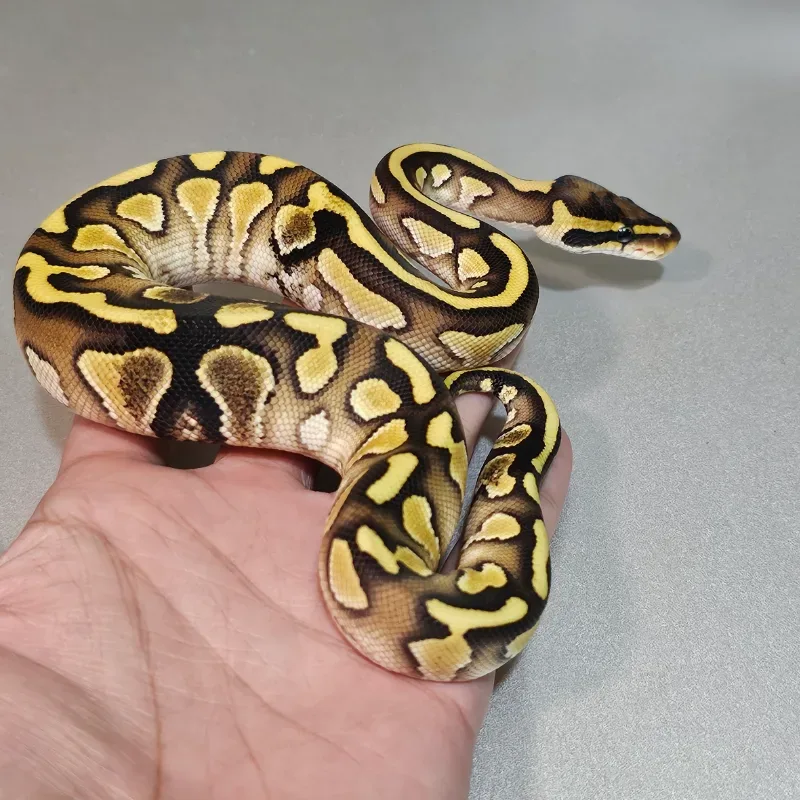 Enchi Lesser Yellowbelly Het Clown Paradox 3