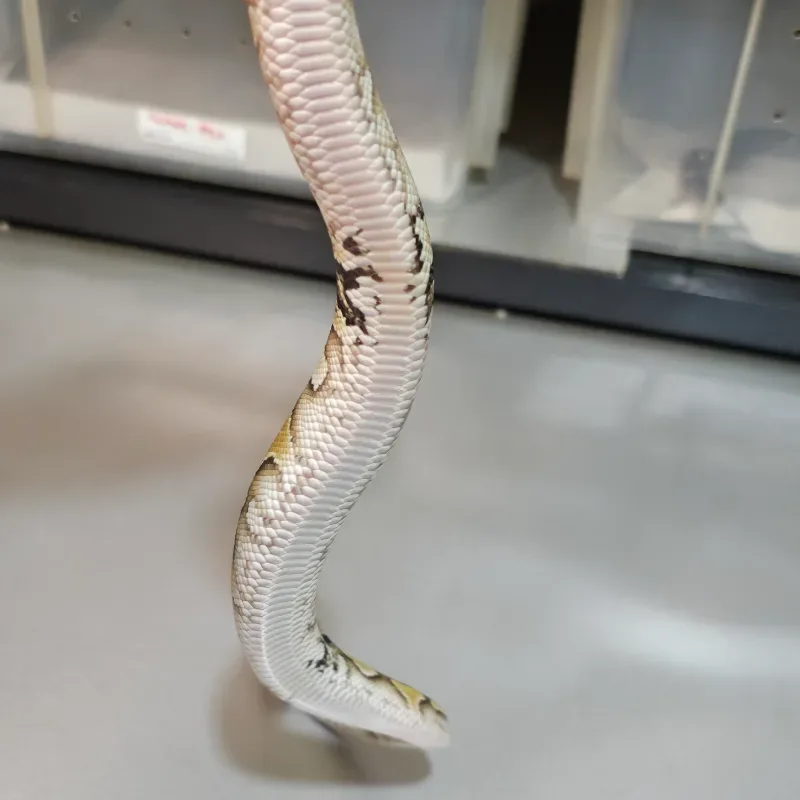 Enchi Lesser Yellowbelly Het Clown Paradox 4