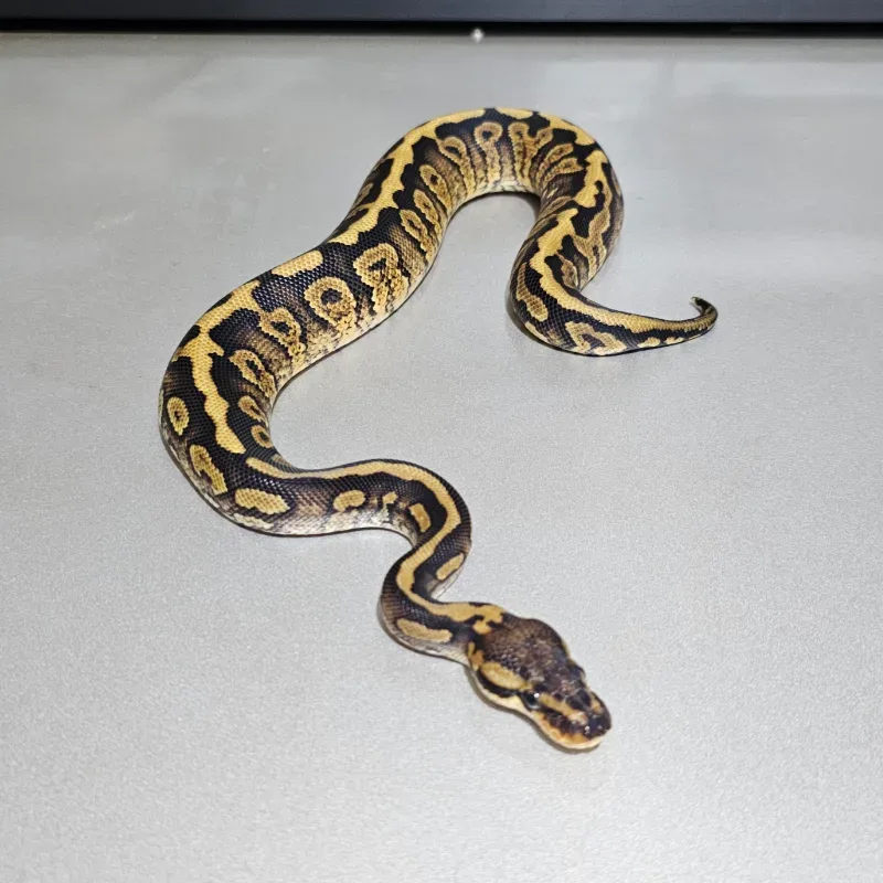 Wookie Spotnose Het Clown