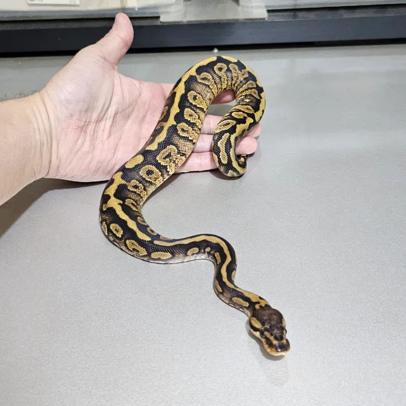 Wookie Spotnose Het Clown