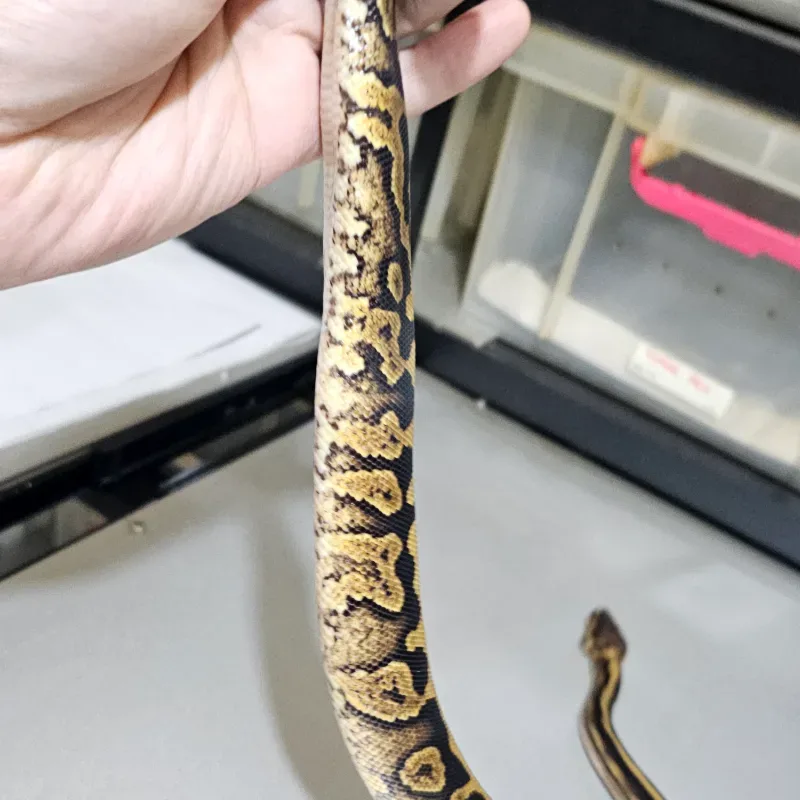 Wookie Spotnose Het Clown