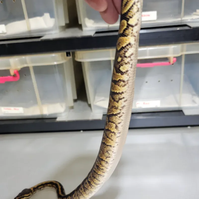 Wookie Spotnose Het Clown
