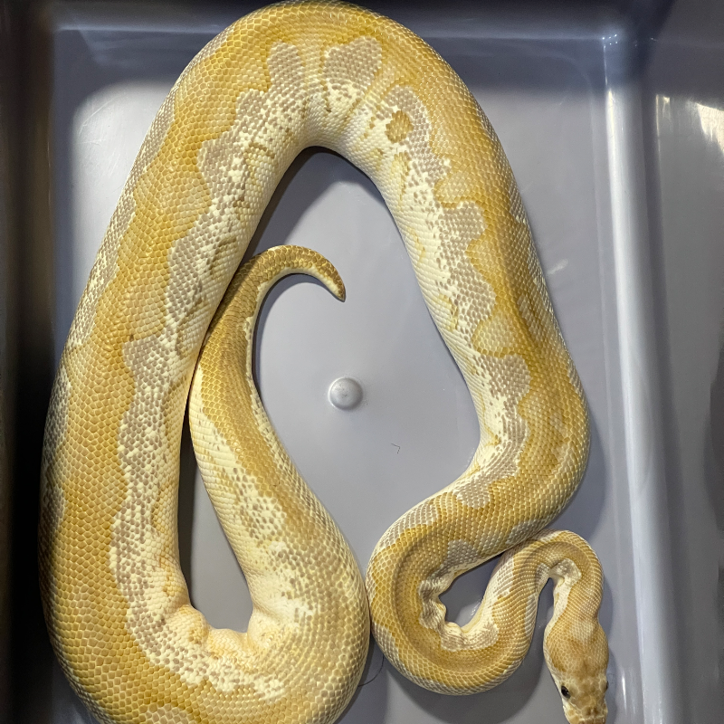 Black Pastel Orange Dream Butter Clown
