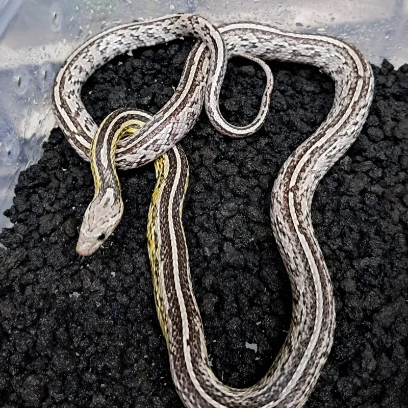 Anery tessera