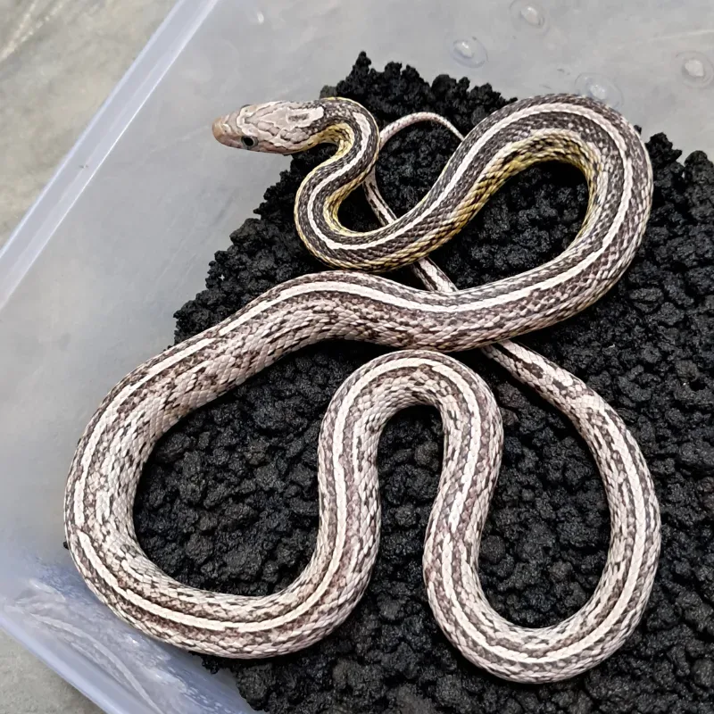 Anery tessera