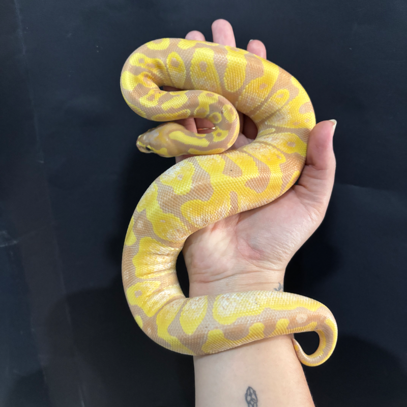 Banana Enchi