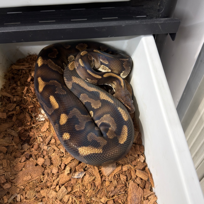 1.0 leopard stranger het clown