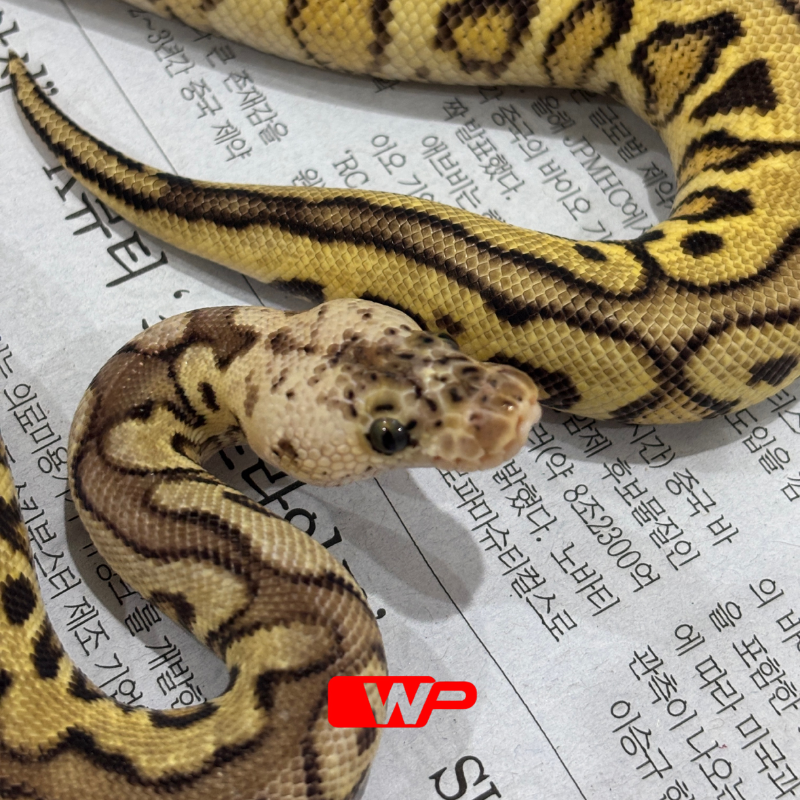 M/ Spotnose Pastel Clown Het Desert Ghost