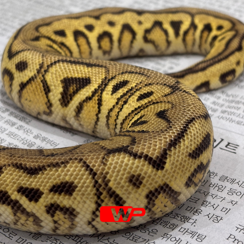 M/ Spotnose Pastel Clown Het Desert Ghost