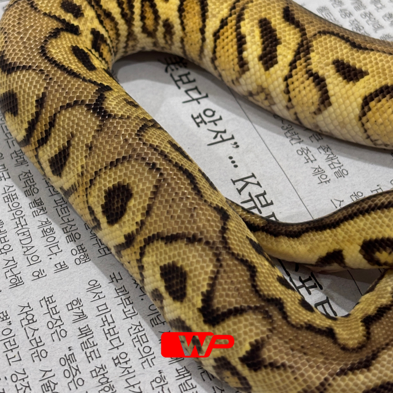 M/ Spotnose Pastel Clown Het Desert Ghost