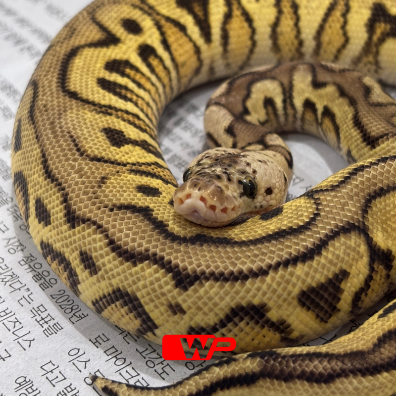 M/ Spotnose Pastel Clown Het Desert Ghost