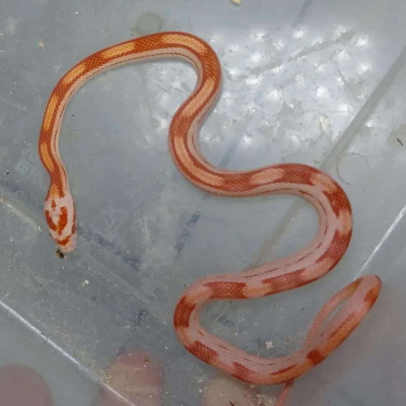 Albino/Amelanistic Motley