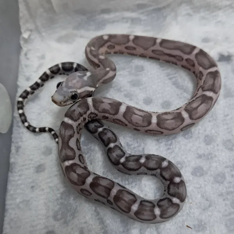 Anery motley scaleless