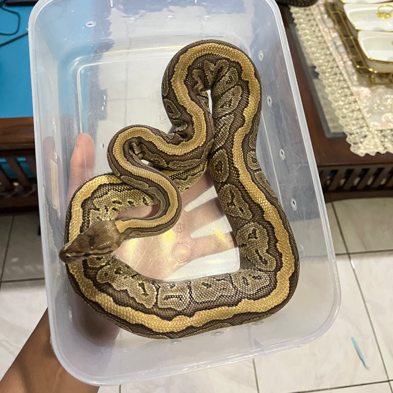 Pinstripe Mojave Het Clown