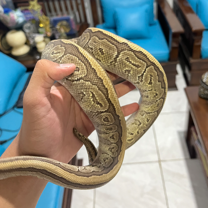 Pinstripe Mojave Het Clown