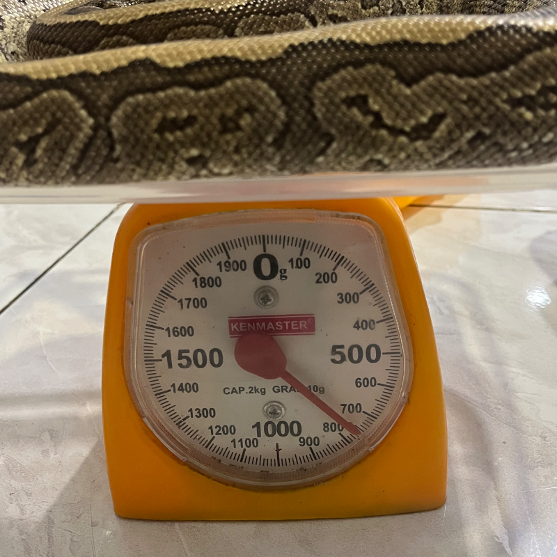 Pinstripe Mojave Het Clown