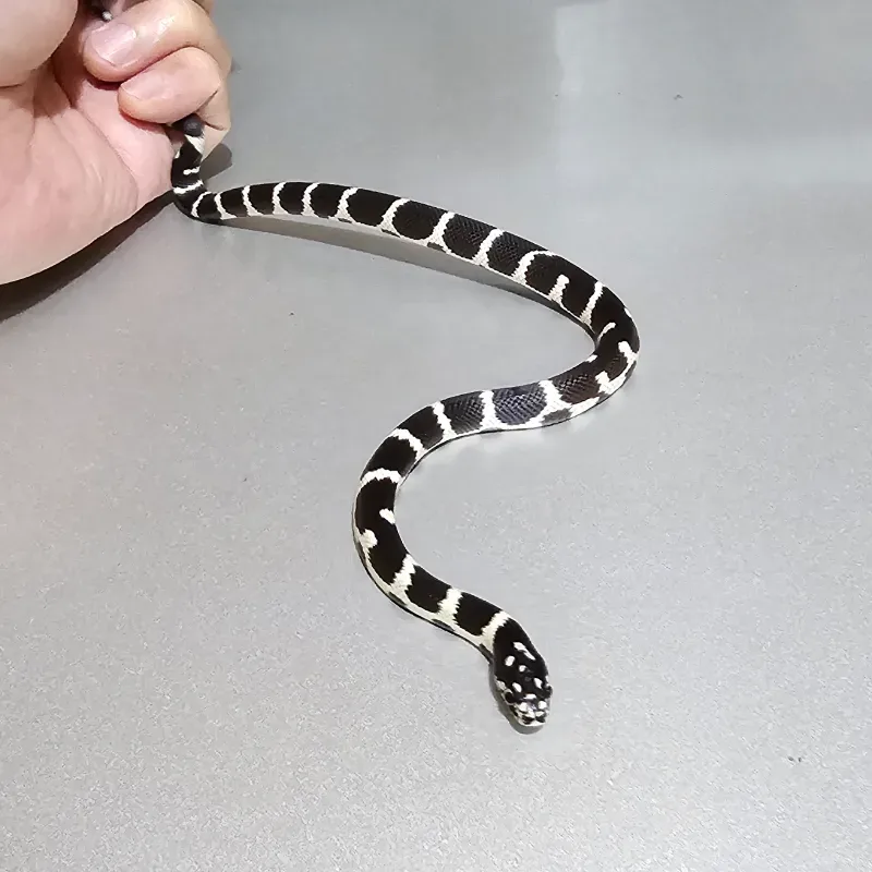Banded Het Albino/Amelanistic