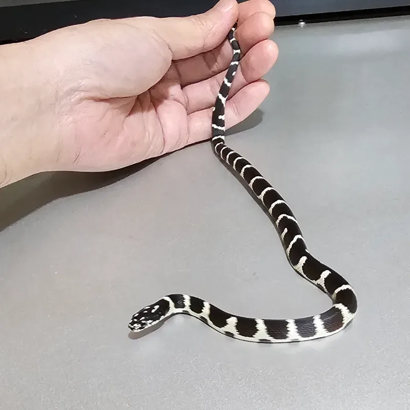 Banded Het Albino/Amelanistic
