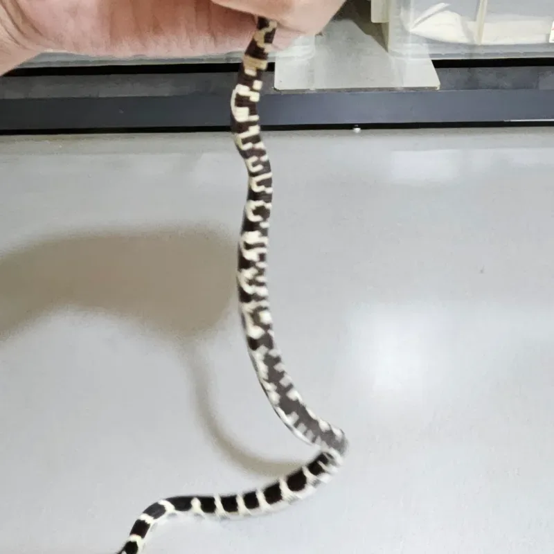 Banded Het Albino/Amelanistic