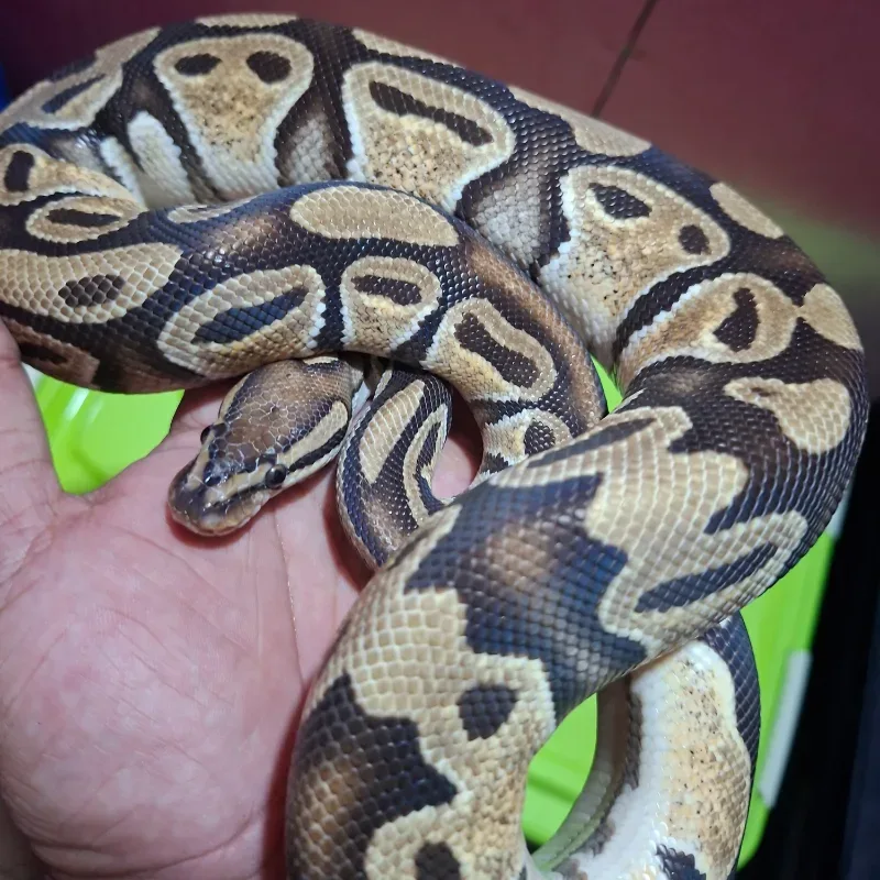 Ball Python Orange Dream Het Pied Het Lavender Albino