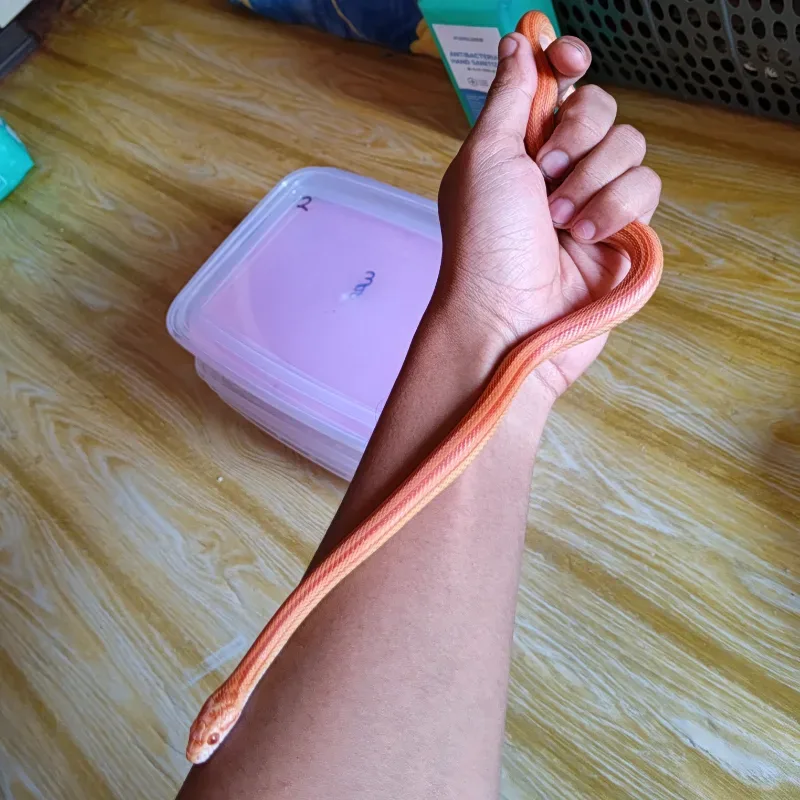 Albino/Amelanistic Stripe Het Anerythristic Het Caramel